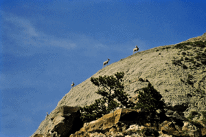 Bighorn sheep, Missouri Wild & Scenic River, c/o Dave Foreman