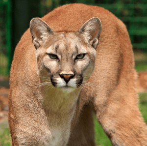 Mountain Lion, public domain