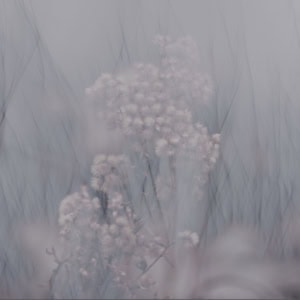 Multiple exposure of a plant after going to seed.