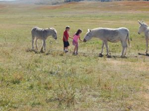 children feeding wild burros at Custer State Park