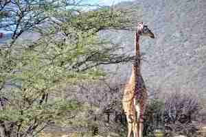 jirafa reticulada samburu