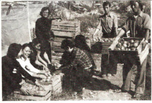 Tomate-raf-origen-2
