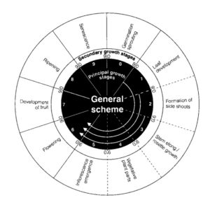 BBCH-scale