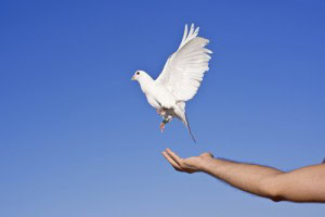 pidgeon be set free from emotional trauma
