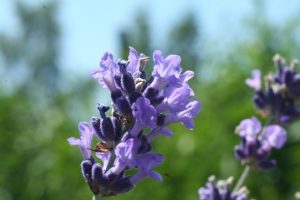 Lavendel © Dorothea Hamm