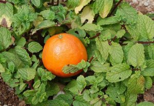 Minze und Apfelsine