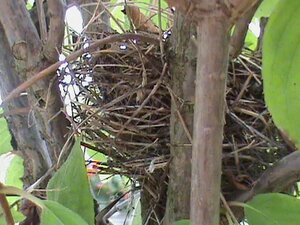 Chipping Sparrow Nest chipping sparrow nest