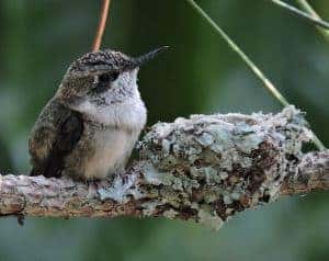Hummingbird Nest Is The Smallest hummingbird nests are the smallest