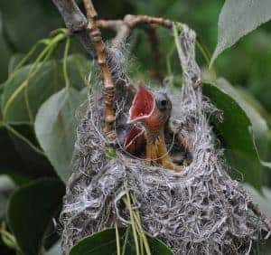 Oriole Nest Sac oriole nest sac