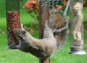 Squirrels Like To Eat Bird Food squirrel and bird food