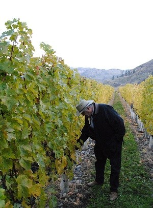 Best Wineries in Oliver and Osoyoos | Winetraveler.com