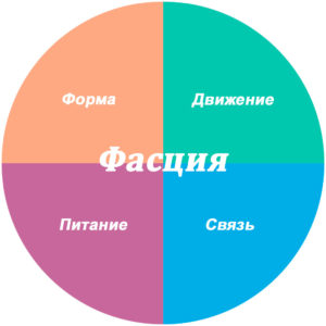 Функции фасции