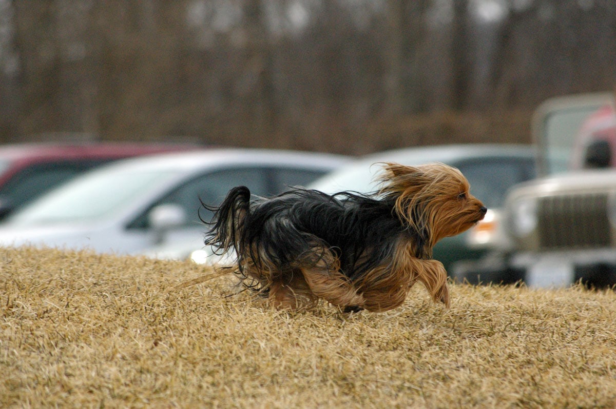 Watch out for killer Foxtail Grass