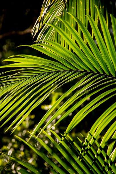 Palm, Bangalow Palm, Frond