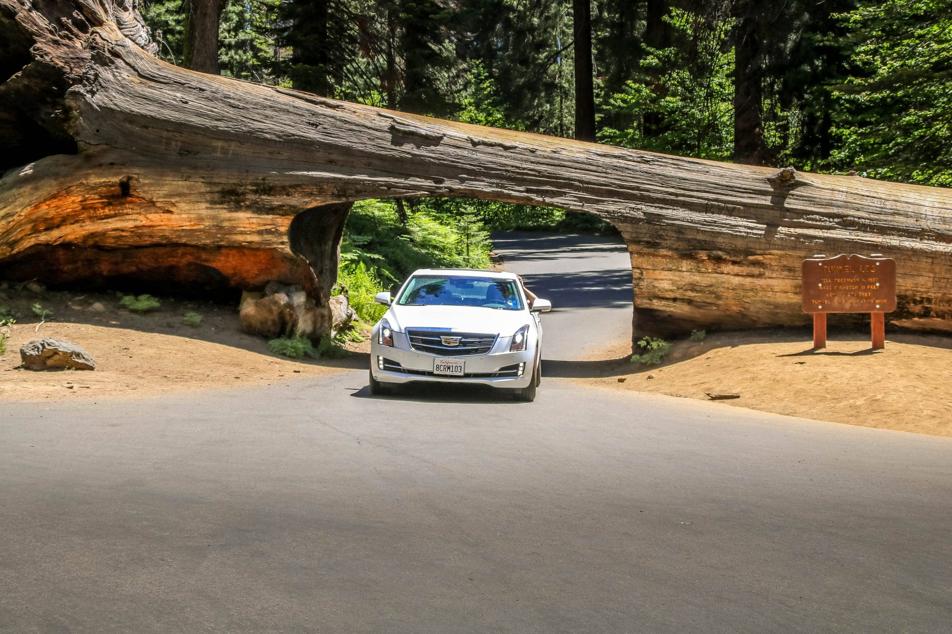 Drive-Thru-Tree