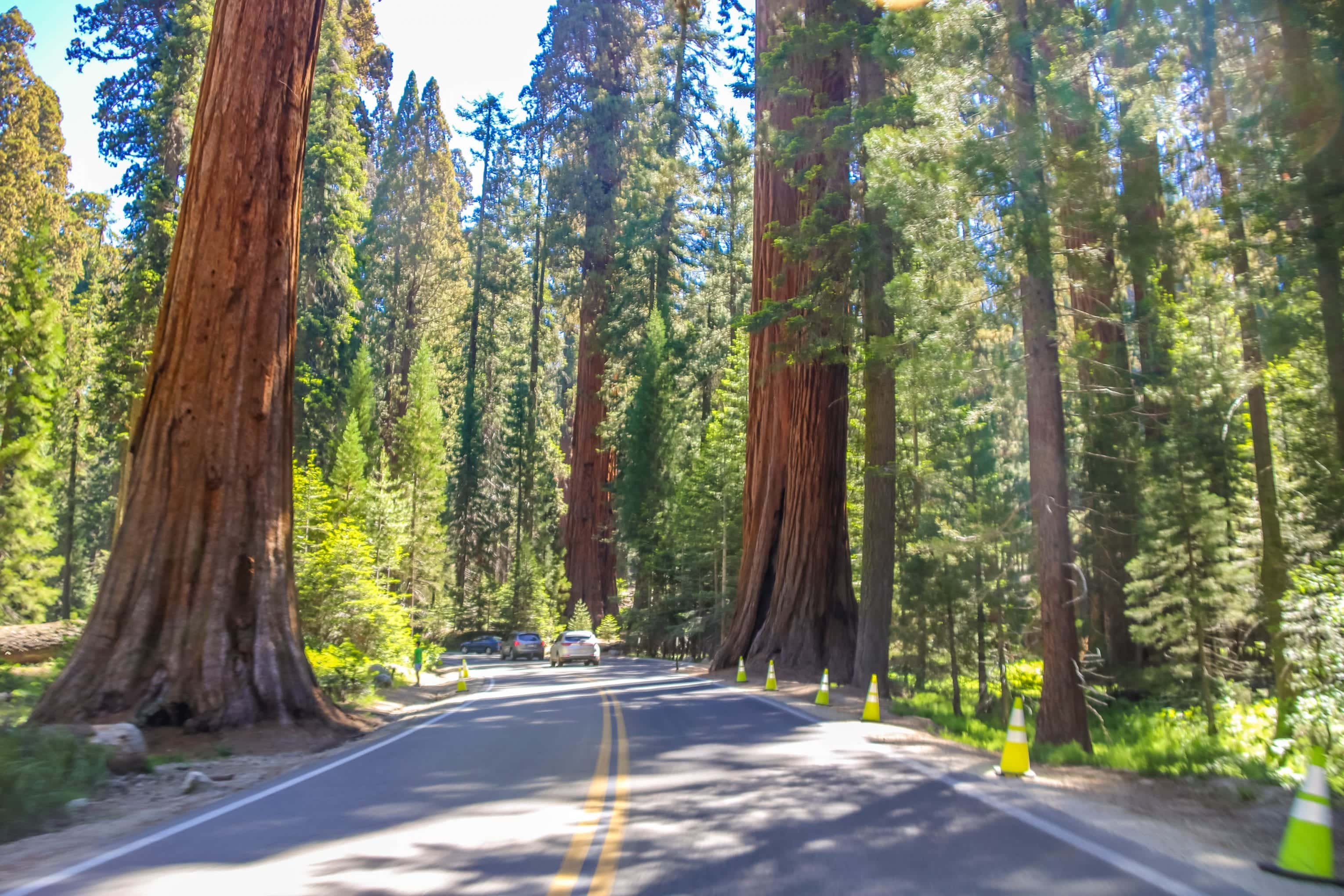 Sequoia