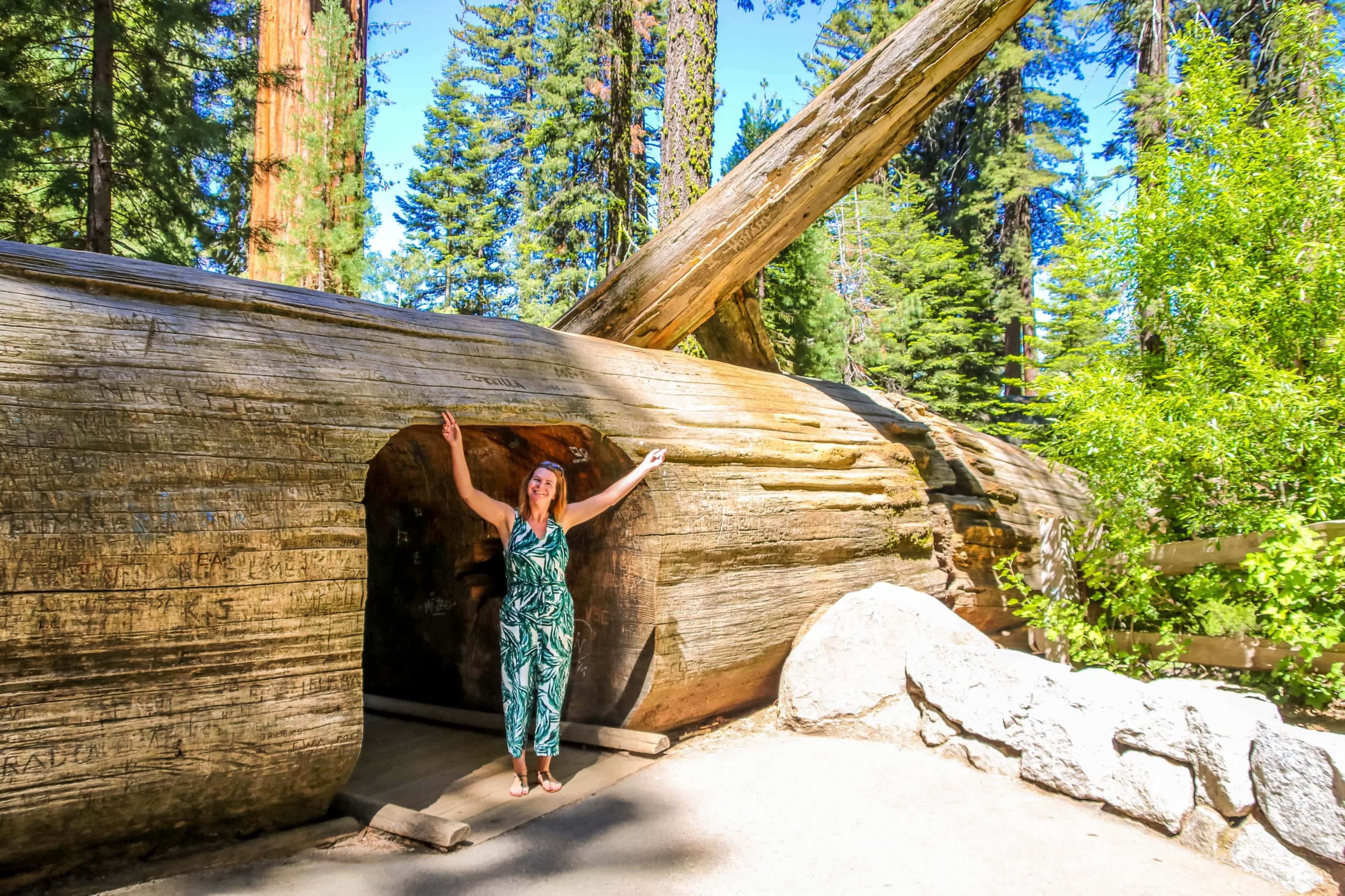Sequoia Baum