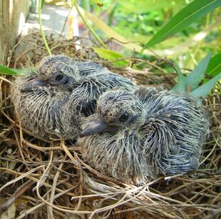 Mourning Dove Fledging mourning dove fledglings