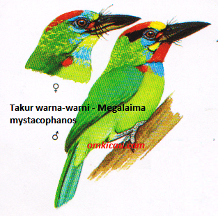 Burung Takur warna-warni - Megalaima mystacophanos Burung Takur warna-warni - Megalaima mystacophanos