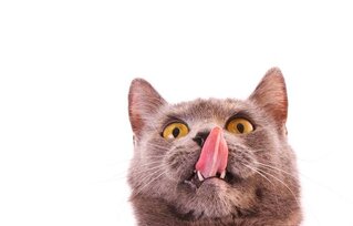 3 Best Cat Foods For Cats That Throw Up Our Review Tinpaw