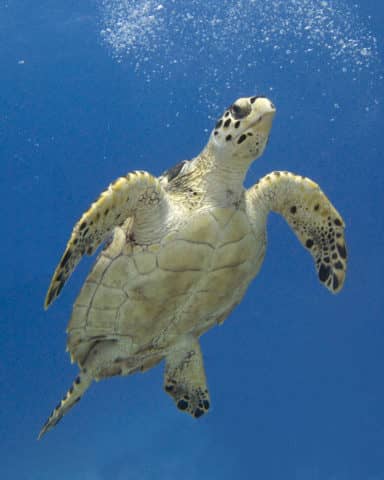 amazing underwater photography, underwater photography, underwater cameras, underwater photo