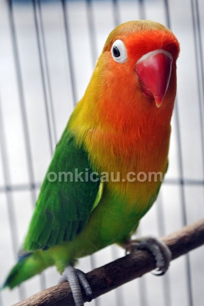 Lovebird Barong