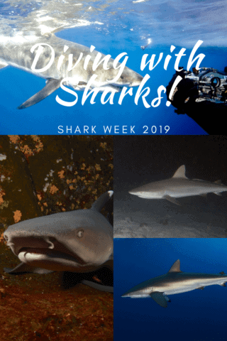 diving at night with sharks, sharks, diving at night, great barrier reef, night dive