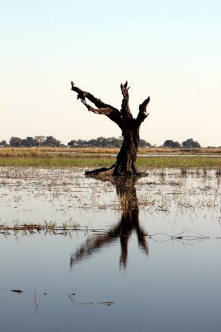 chobe, chobe national park, wonders of chobe
