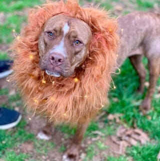 Fantastic Beasts Zouwu Costume