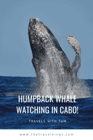 whale watching in cabo, humpback whales, whale watch cabo, ginormous humpback, cabo san lucas