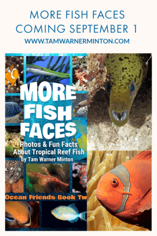 more fish faces, ocean friends, all fish faces, fish faces