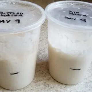 Sourdough Starter