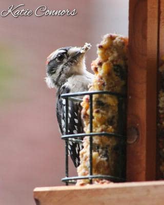 downy woodpecker downy woodpecker