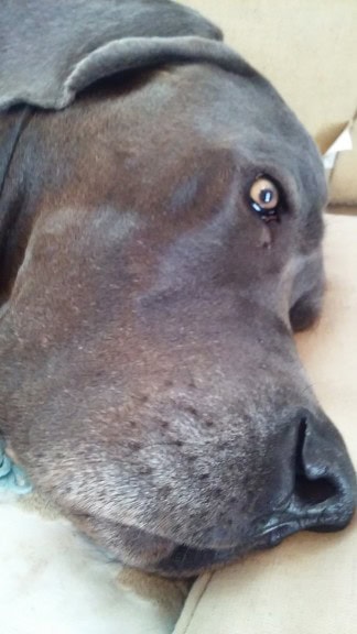 Hes getting greyer. Dude is almost 4!