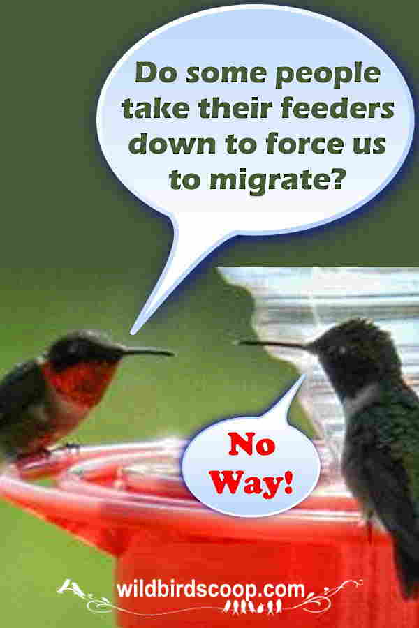 When Do I Take Down My Hummingbird Feeder A picture of two hummingbirds with bubble boxes depicting a conversation between the two. One says "Do some people take their feeders down to force us to migrate?" The other one says "No Way!"