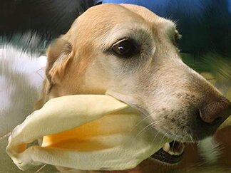cow ear dangers choking bacterial contamination FDA recall safety