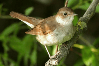 nightingale
