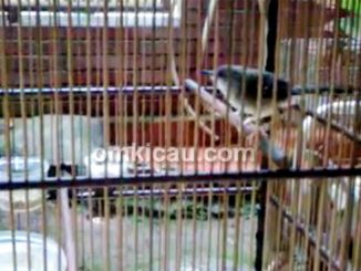 Ciblek Jatra
