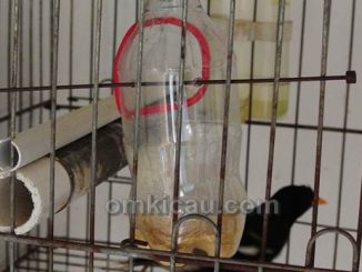 membuat tempat pakan dan minum dari botol bekas