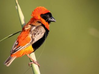 Red bishop atau Southern red bishop (Euplectes orix), salah satu jenis burung yang termasuk keluarga burung manyar