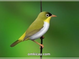 Burung kacamata sangihe