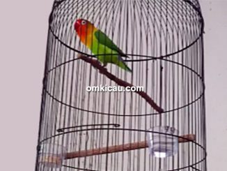 lovebird Ngatiyem