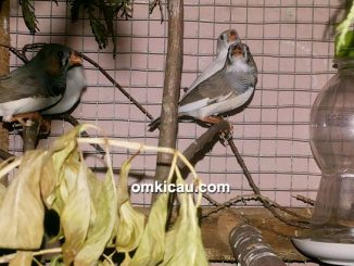 Ternak finch DBF Pekanbaru