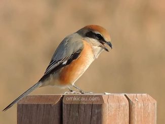 Bull-headed Shrike Lanius bucephalus, Photo © Andreas Kim (Birdskorea.org)