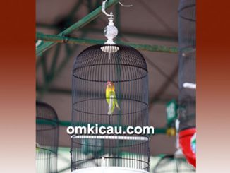 Lovebird Kusumo