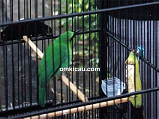 Cucak hijau New Rimba