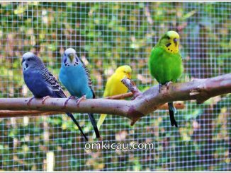 Membuat kandang aviary cantik untuk burung