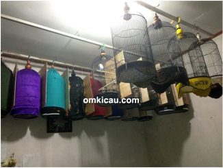 breeding lovebird White BF Jakarta