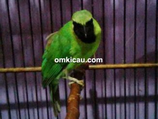 Cucak hijau New Revo