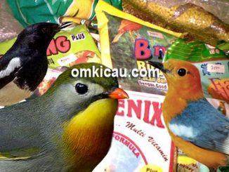 Cara memilih dan memberikan pakan voer yang baik untuk burung peliharaan